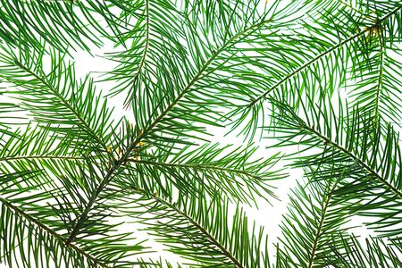 Creative Christmas composition made of green fir tree branches on whiteの写真素材