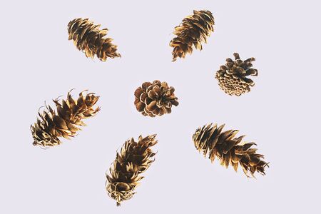 Winter natural composition made of cones on pastel grayの写真素材