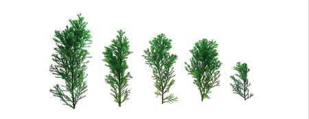 Creative Christmas banner made of green fir tree branches on whiteの写真素材