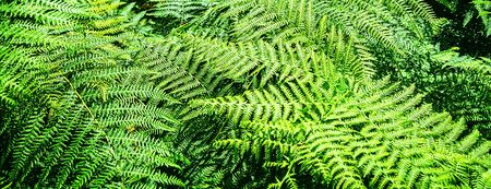Beautiful natural fern pattern  made from bright green fern leavesの写真素材