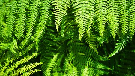 Beautiful natural fern pattern  made from bright green fern leaves.の写真素材