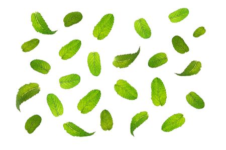 Fresh mint leaves pattern isolated on white