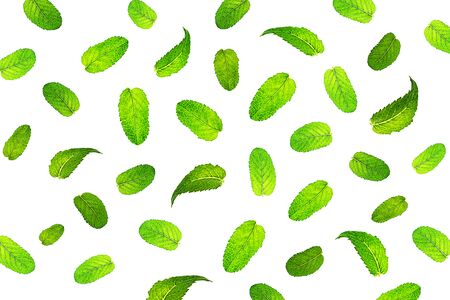Pattern from fresh mint leaves, isolated on whiteの写真素材