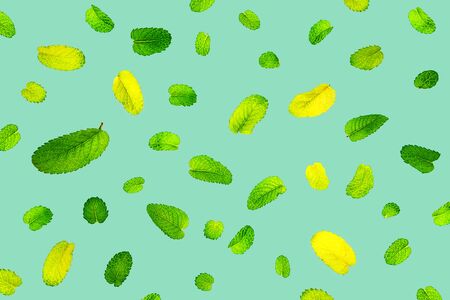 Pattern made from fresh flying mint leaves on trendy 2020 neo mint