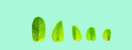 Pattern made from fresh flying mint leaves on trendy 2020 neo mint