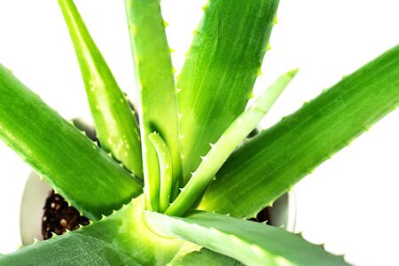 Aloe Vera leaf closeup on whiteの写真素材