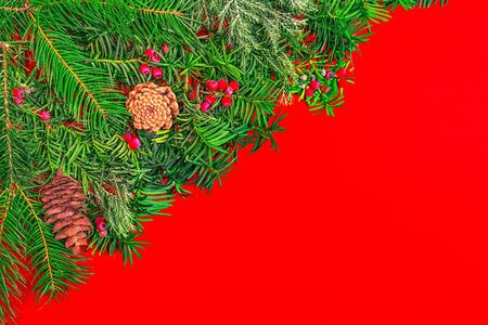 Christmas fir branches with berries on red background. Nature New Year concept. Flat lay, top view with copy space. Banner size.の写真素材