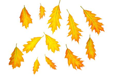 Creative autumn composition made of yellow red leaves and branches on white background, isolated....