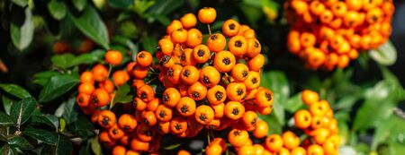 Autumn bunch of berries. Orange autumn berries of Pyracantha with green leaves on a bush. Hippophae...