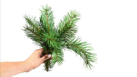 Winter holiday bouquet of fir branches in a female hand, isolated.の写真素材
