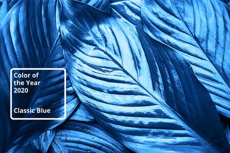 Blue color 2020 inscription. Fresh leaves with raindrop, beautiful natural background. Close up.Top...