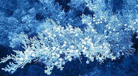 Natural dark background with exotic leaves in blue trendy color. Classic Blue color 2020 concept.