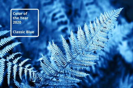 Classic Blue color 2020 concept. Beautiful natural pattern made from bright fern leaves. Minimal concept for background.の写真素材