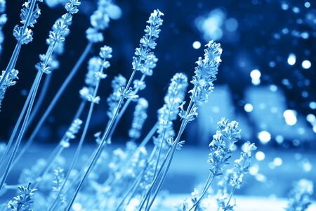 Lavender on villa house yard, blue flower buds on a blurred background with swimming pool and sunbeds. Springtime, summer relax wallpaper. Selective focus. Classic Blue color 2020 concept.の写真素材