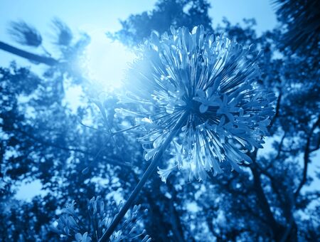 Head Dandelion flower and sunny light in classic blue color. Classic Blue color of the Year 2020 inscription.の写真素材