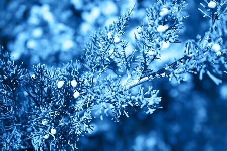Natural dark background with beautiful tree leaves and branches colored in trendy blue classic color. Classic Blue color 2020 concept.の写真素材
