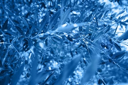 Natural dark background with beautiful tree leaves and branches colored in trendy blue classic color. Classic Blue color 2020 concept.の写真素材