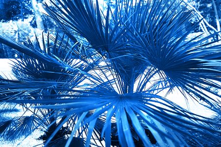 Palm leaves in sunlight background. Summer travel concept. Classic Blue color 2020 concept.の写真素材