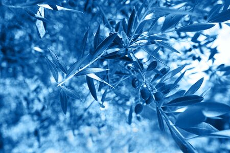 Natural dark background with beautiful tree leaves and branches colored in trendy blue classic color. Classic Blue color 2020 concept.の写真素材