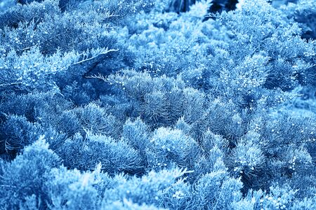 Natural dark background with beautiful tree leaves and branches colored in trendy blue classic color. Classic Blue color 2020 concept.の写真素材