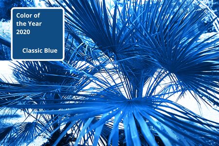 Palm leaves in sunlight background. Summer travel concept. Classic Blue color 2020 concept.の写真素材