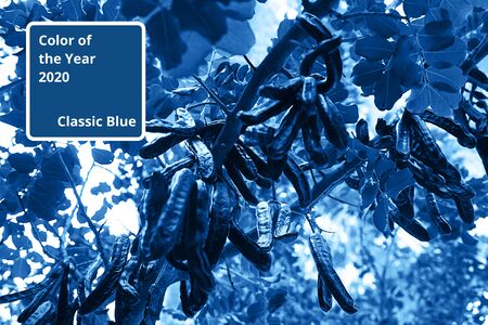 Natural dark background with beautiful tree leaves and branches colored in trendy blue classic color. Classic Blue color 2020 concept.の写真素材
