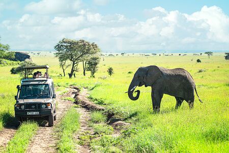 Tanzania, Serengeti national park - January 03, 2020: Tourists from utility vehicle jeep, photographed wild animals in wildlife on jeep safari. Wild african elephants.のeditorial素材