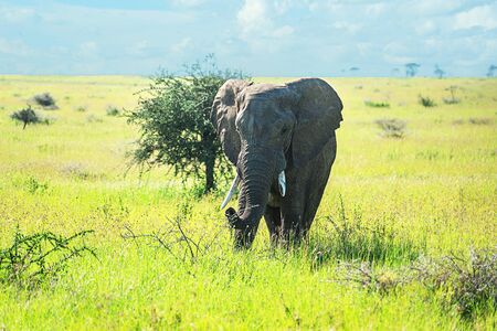 Wild african elephant on African savanna. Tourists on African safari.の写真素材