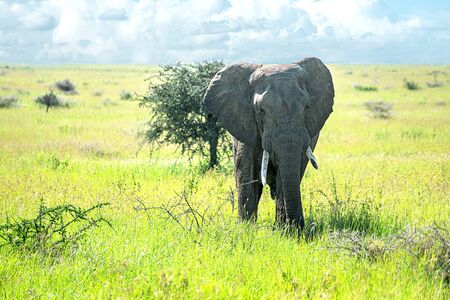 Wild african elephant on African savanna. Tourists on African safari.の写真素材