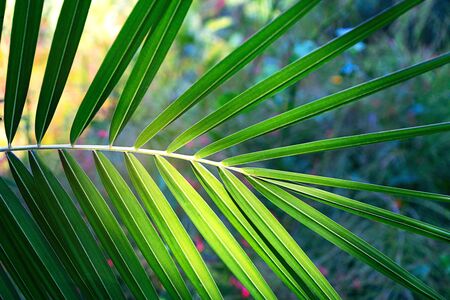 Coconut palm trees beautiful tropical background. Summer concept. Africa, island Zanzibar.の写真素材