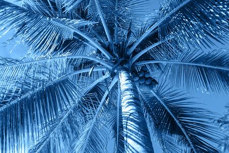 Coconut palm trees on colorful classic blue background. Nature concept. Classic Blue color of the Year 2020 inscription. Africa, island Zanzibar.の写真素材