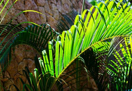 Coconut palm trees beautiful tropical background. Summer concept. Africa, island Zanzibar.の写真素材