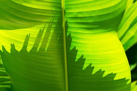 Close up beautiful tropical palm leaf background. Summer concept. Africa, island Zanzibar.の写真素材