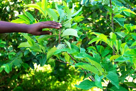 Close-up of african person's hand holding an exotic plant on tropical summer background. Travel concept. Selective focus.の写真素材