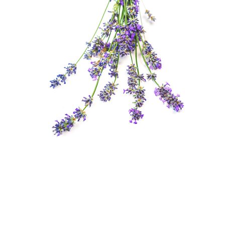 Lavender flowers isolated on white background. Beauty, medical clinic, spa concept. Flat lay, top view, copy space. Selective focus.の写真素材