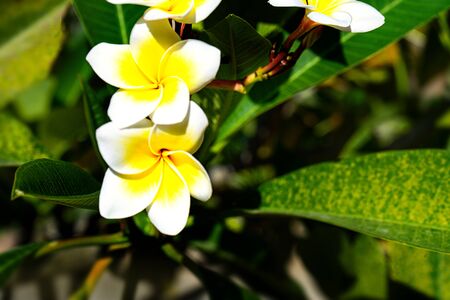 Exotic flower background. Concept tropical holiday. Frangipani flower.の写真素材