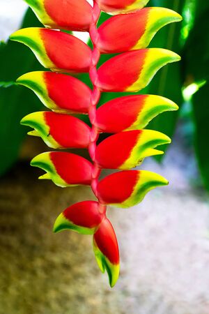 Exotic flower background. Concept tropical holiday. Beautiful red Heliconia flower.の写真素材