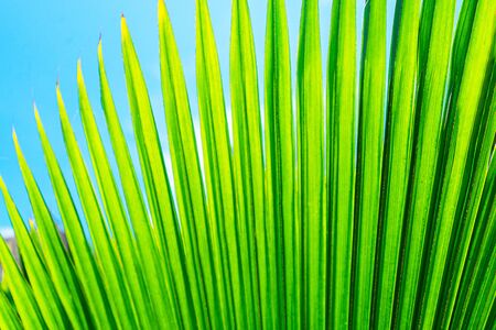 Striped of palm leaf. Abstract green texture. Floral pattern background.の写真素材