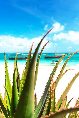 Aloe vera on turquoise sea background. Tropical summer beauty concept.の写真素材