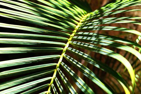 Coconut palm trees beautiful tropical background. Summer concept. Africa, island Zanzibar.の写真素材