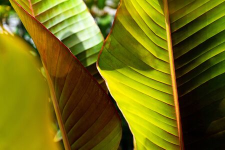 Tropical banana leaf texture, large palm foliage on sunlight background. Concept tropical holiday.