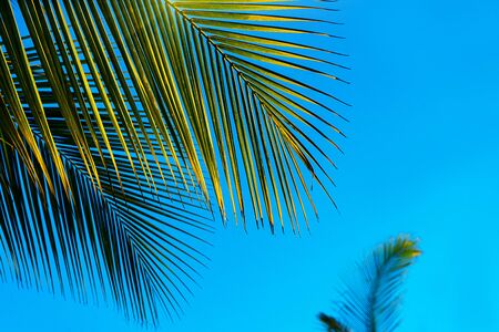 Coconut palm trees beautiful tropical background. Summer concept. Africa, island Zanzibar.の写真素材