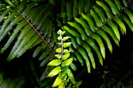 Natural fern pattern. Tropical green fern leaves background. Close up.の写真素材