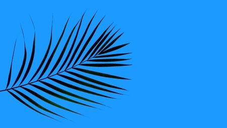 Tropical palm leaf on white background. Nature travel vacatioconcept. Top view, close up. Summer background. Classic Blue color of the Year 2020 inscription.の写真素材