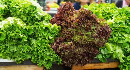 Woman buying fresh and organic fruits and vegetables at the green market or farmer agricultural market . Citizens buyers choose and buy products for healthy food.の写真素材