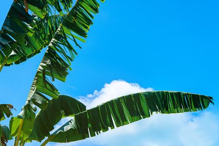 Tropical banana leaf texture, large palm foliage on sunlight background. Concept tropical holiday.の写真素材