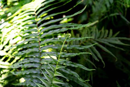 Natural fern pattern. Tropical green fern leaves background. Close up.の写真素材
