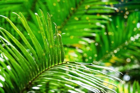 Natural fern pattern. Tropical green fern leaves background. Close up.の写真素材