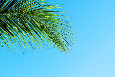 Coconut palm leaves beautiful tropical background, Zanzibar island, Africa.の写真素材