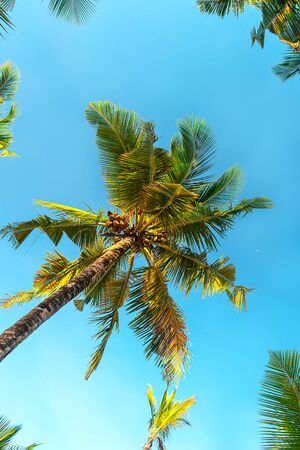 Coconut palm trees beautiful tropical background, Zanzibar island, Africa. Holiday concept.の写真素材